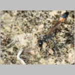 Ammophila sabulosa - Sandwespe 64r Sandwespe-beim-Nestverschluss-Sandgrube-Niedringhaussee.jpg